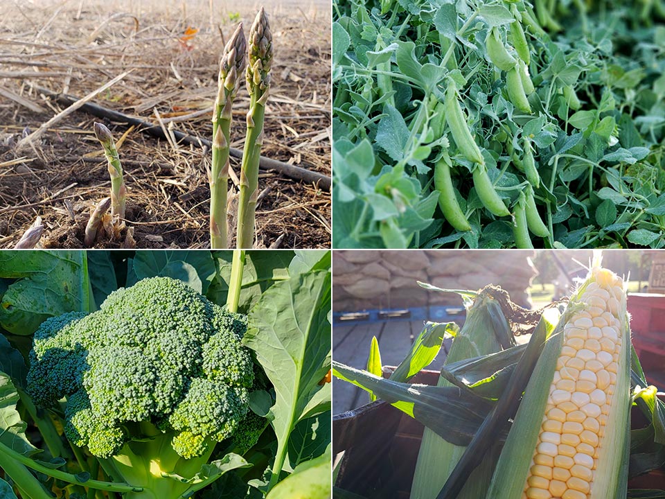 Stony Brook Farms vegetables